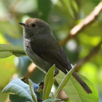 Tasmanian Thornbill